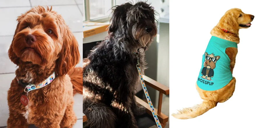 Pet products - Qikink